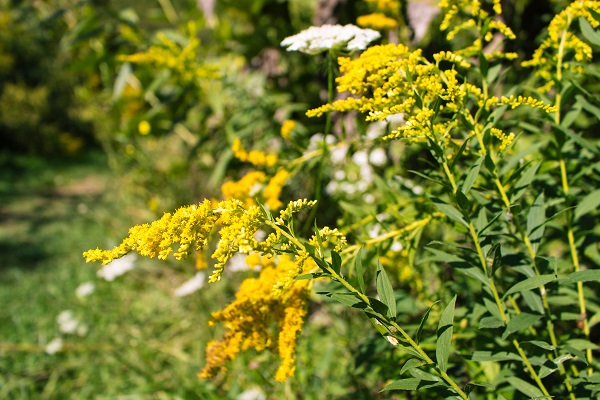 Goldenrod in meadow